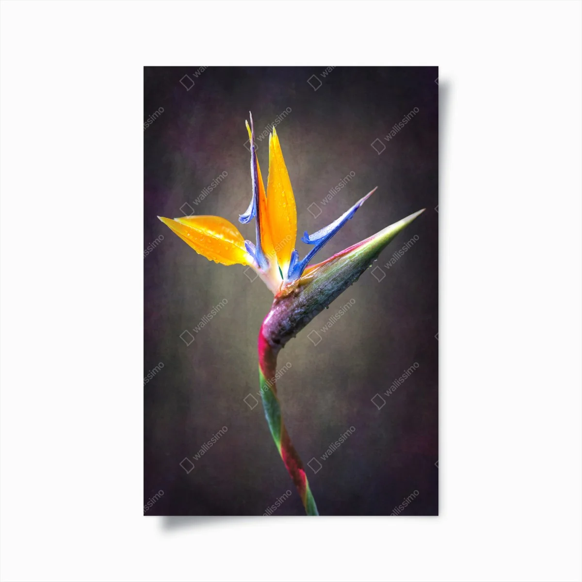 Póster elegancia tropical de strelitzia – Pixers® Póster elegancia tropical de strelitzia – Pixers®