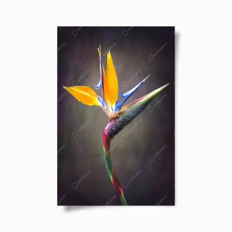 Póster elegancia tropical de strelitzia – Pixers®