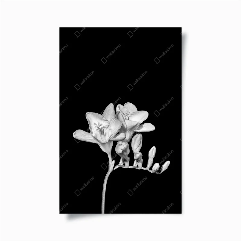 Póster freesia en monocromo sobre fondo negro
