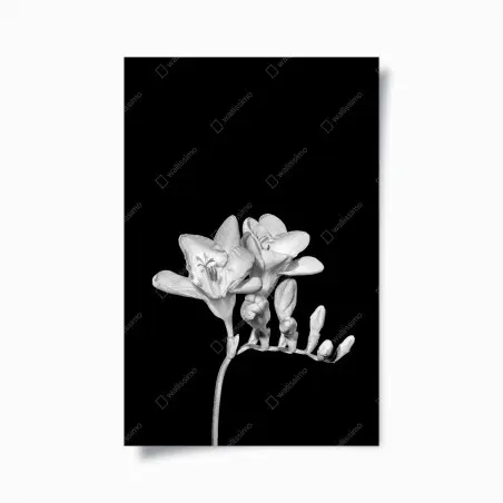 Póster freesia en monocromo sobre fondo negro – Pixers®