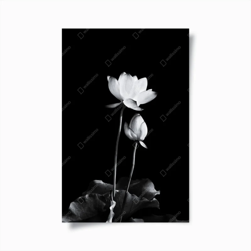 Póster loto en contraste monocromo y minimalista