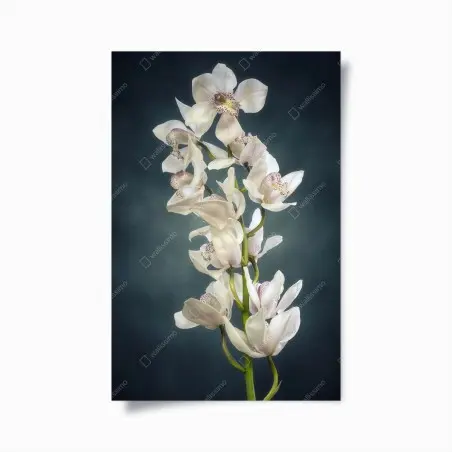 Póster orquídeas blancas sobre fondo oscuro – Pixers®