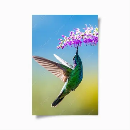 Póster colibrí esmeralda sobre flor violeta – Pixers®