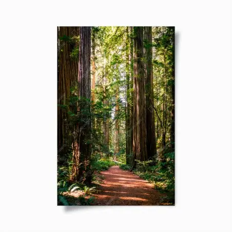 Póster sendero entre majestuosas secuoyas – Pixers®