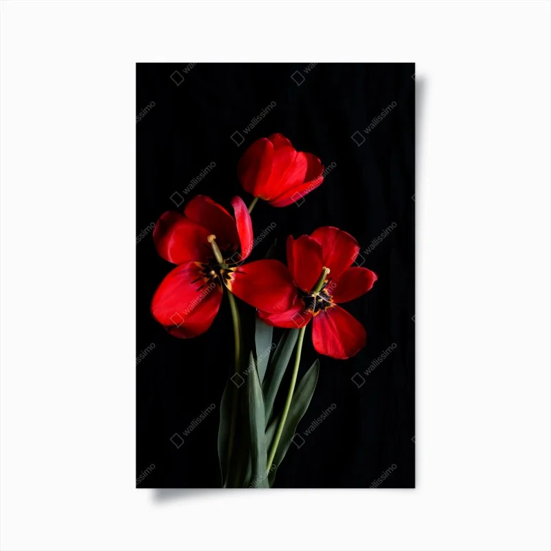 Póster arreglo de tulipanes rojos sobre fondo negro