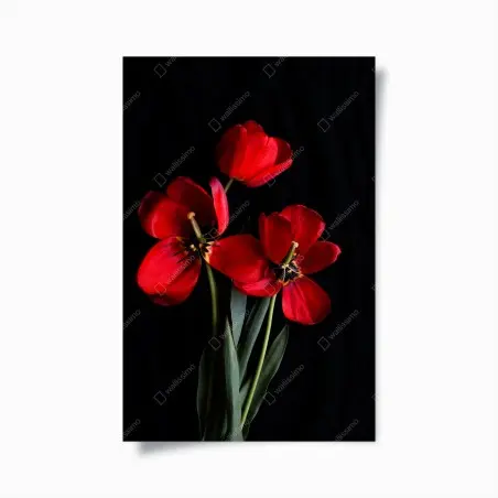 Póster arreglo de tulipanes rojos sobre fondo negro – Pixers®