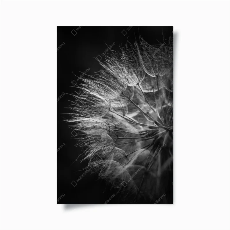Póster delicadeza de diente de león en blanco y negro