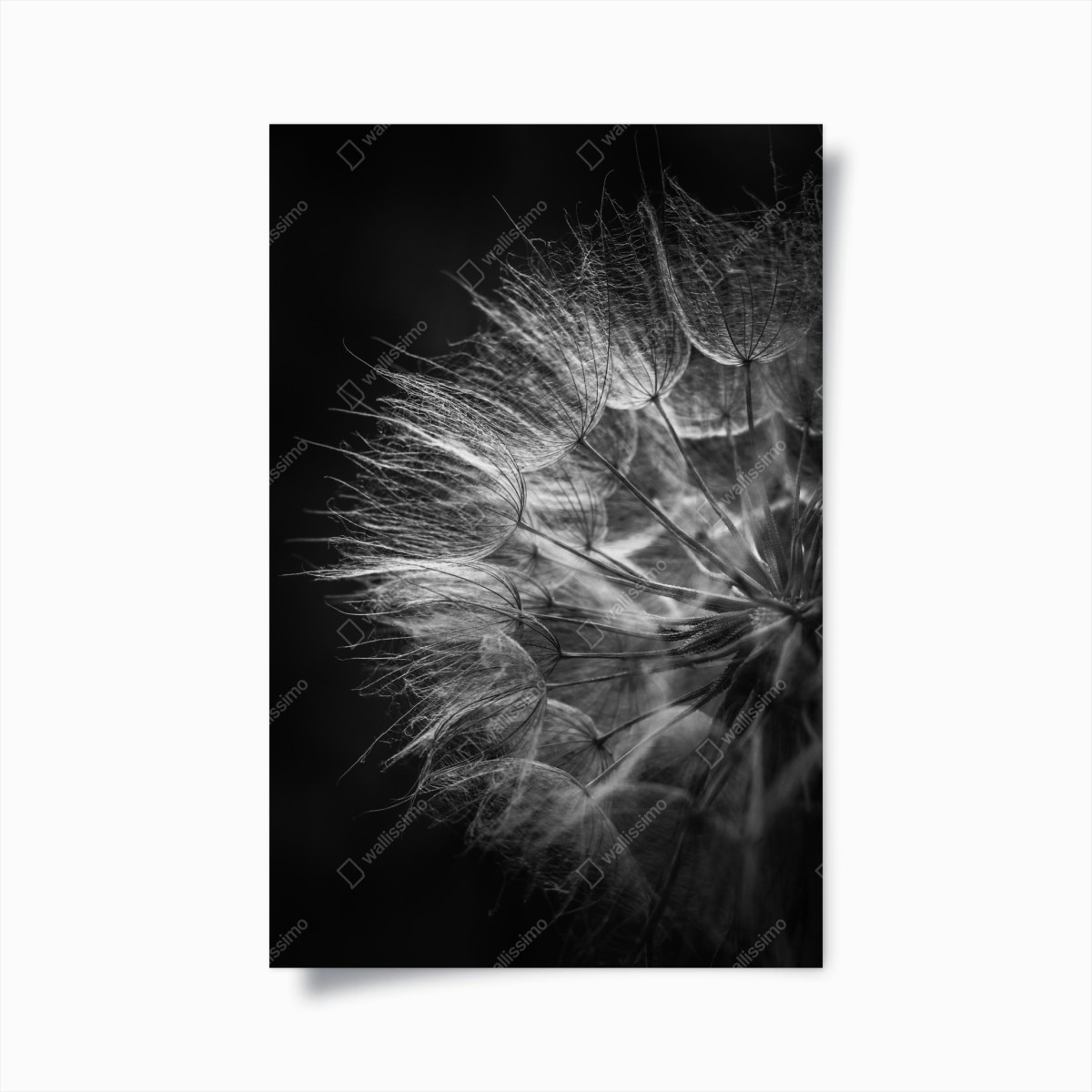 Póster delicadeza de diente de león en blanco y negro – Pixers®