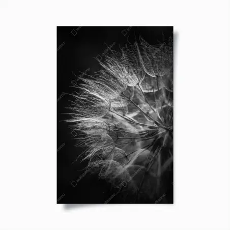 Póster delicadeza de diente de león en blanco y negro – Pixers®