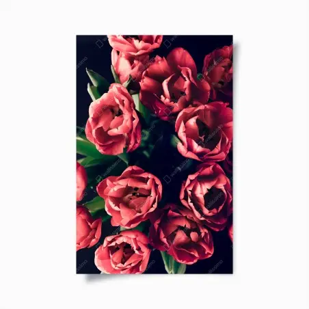 Póster tulipanes rojos sobre fondo oscuro – Pixers®