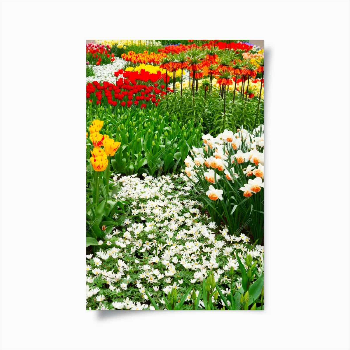 Póster explosión de color primaveral en el jardín – Pixers® Póster explosión de color primaveral en el jardín – Pixers®