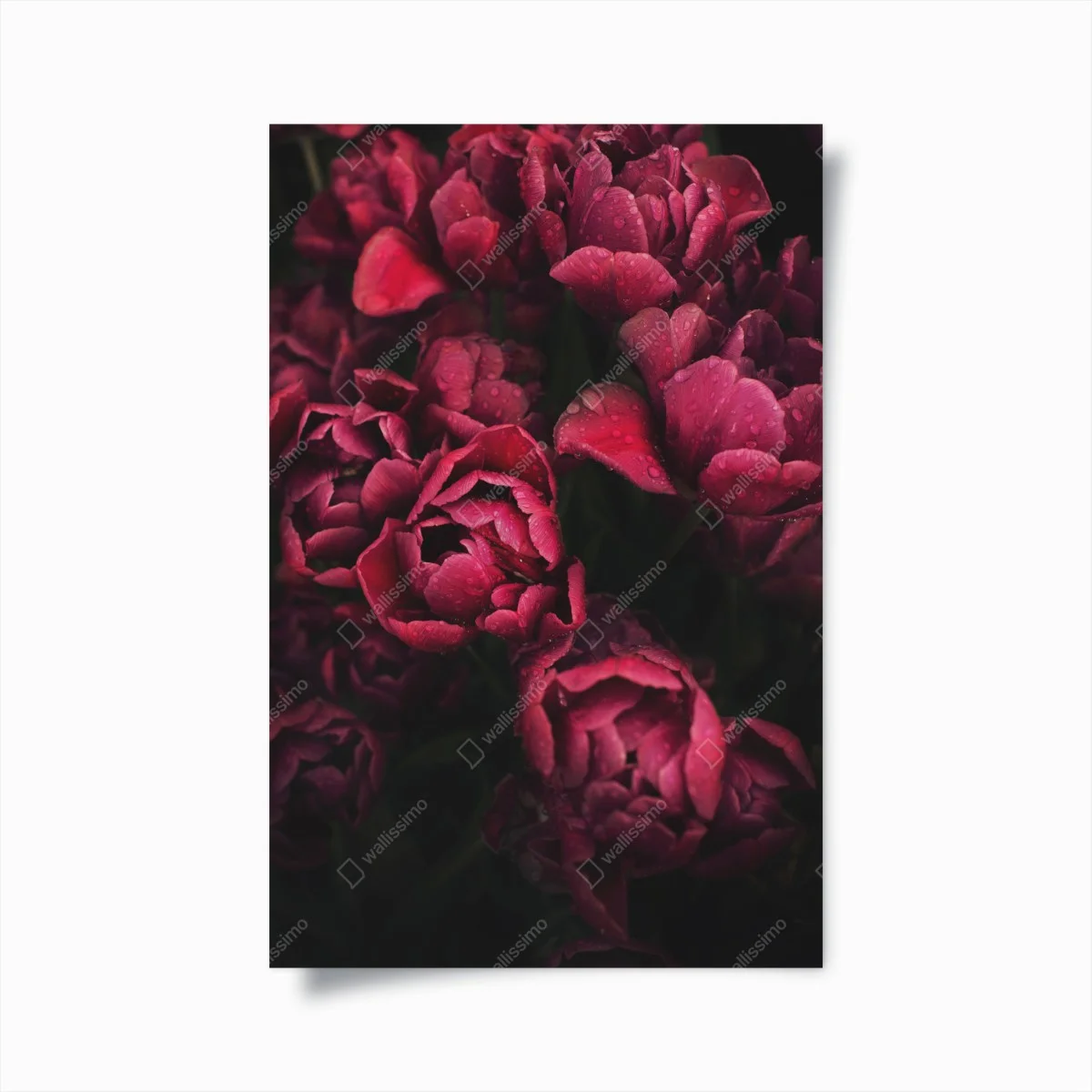 Póster tulipanes rojos con gotas de rocío – Pixers® Póster tulipanes rojos con gotas de rocío – Pixers®