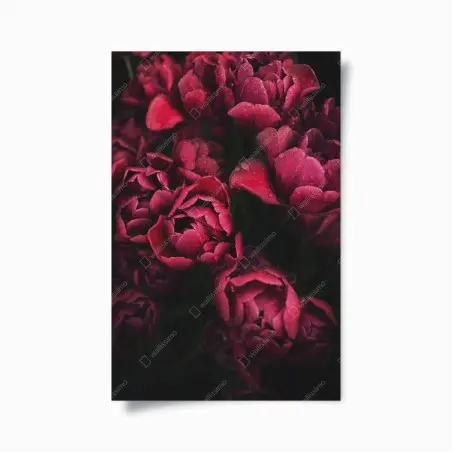 Póster tulipanes rojos con gotas de rocío – Pixers®