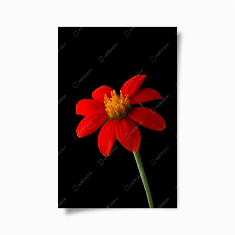 Póster girasol mexicano rojo sobre fondo negro