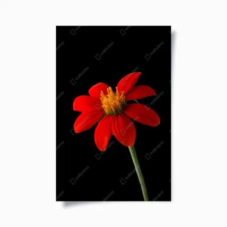 Póster girasol mexicano rojo sobre fondo negro – Pixers®