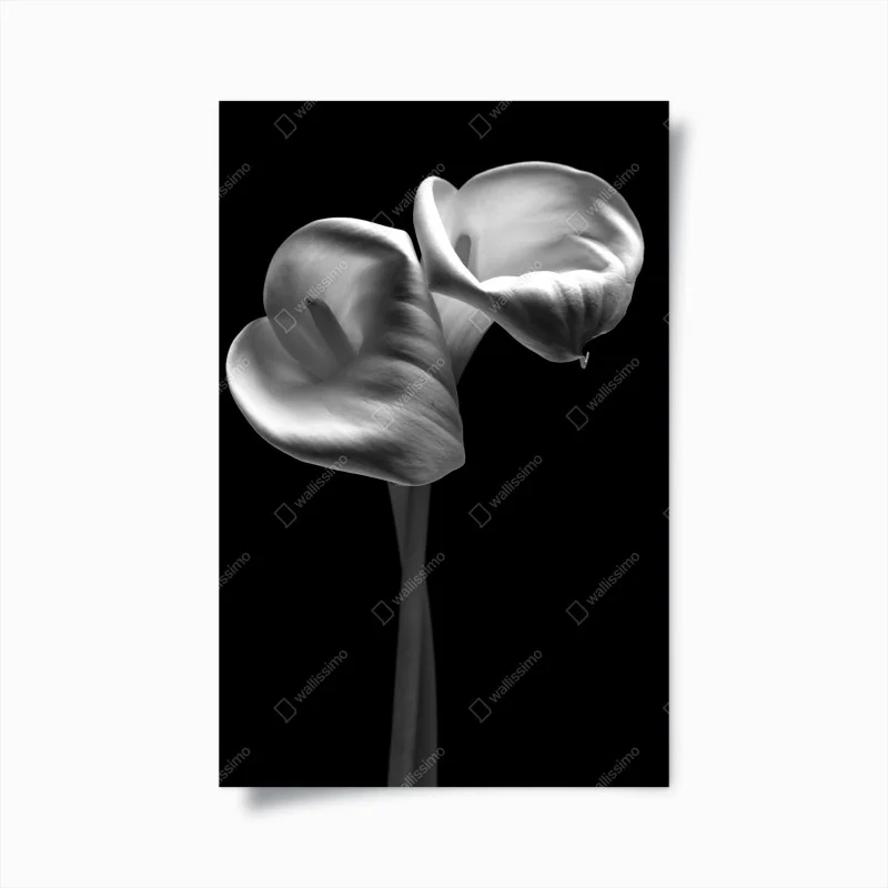 Póster elegancia de calas en blanco y negro