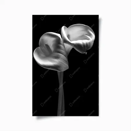 Póster elegancia de calas en blanco y negro – Pixers®