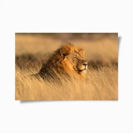 Póster retrato majestuoso de un león en la sabana – Pixers®