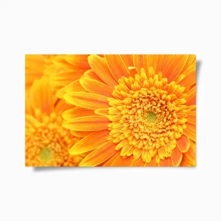 Póster vibrante gerbera naranja en primer plano – Pixers®