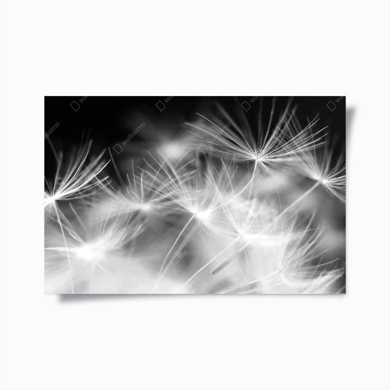 Póster danza de semillas en blanco y negro