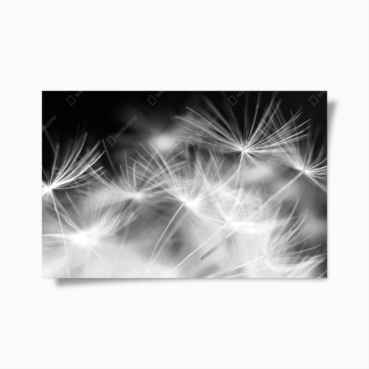 Póster danza de semillas en blanco y negro – Pixers® Póster danza de semillas en blanco y negro – Pixers®
