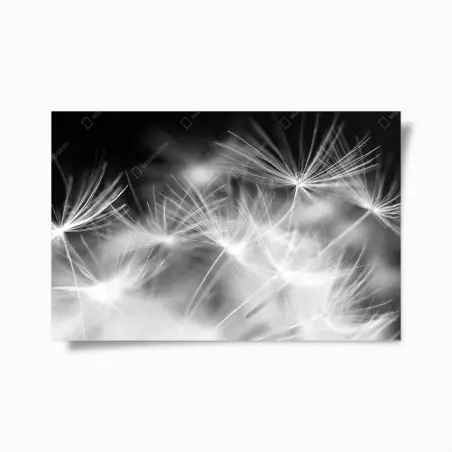Póster danza de semillas en blanco y negro – Pixers®