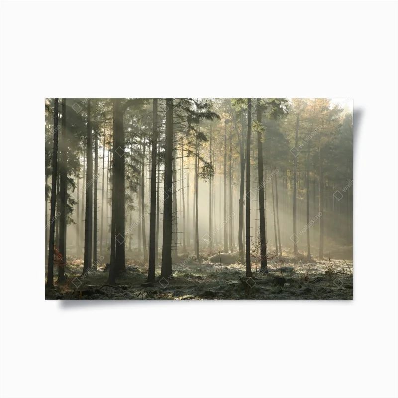 Póster bosque brumoso al amanecer