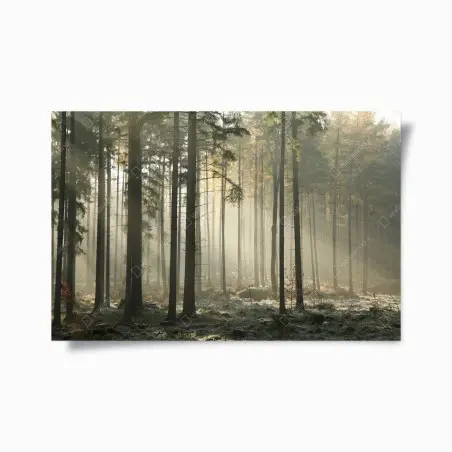 Póster bosque brumoso al amanecer – Pixers®