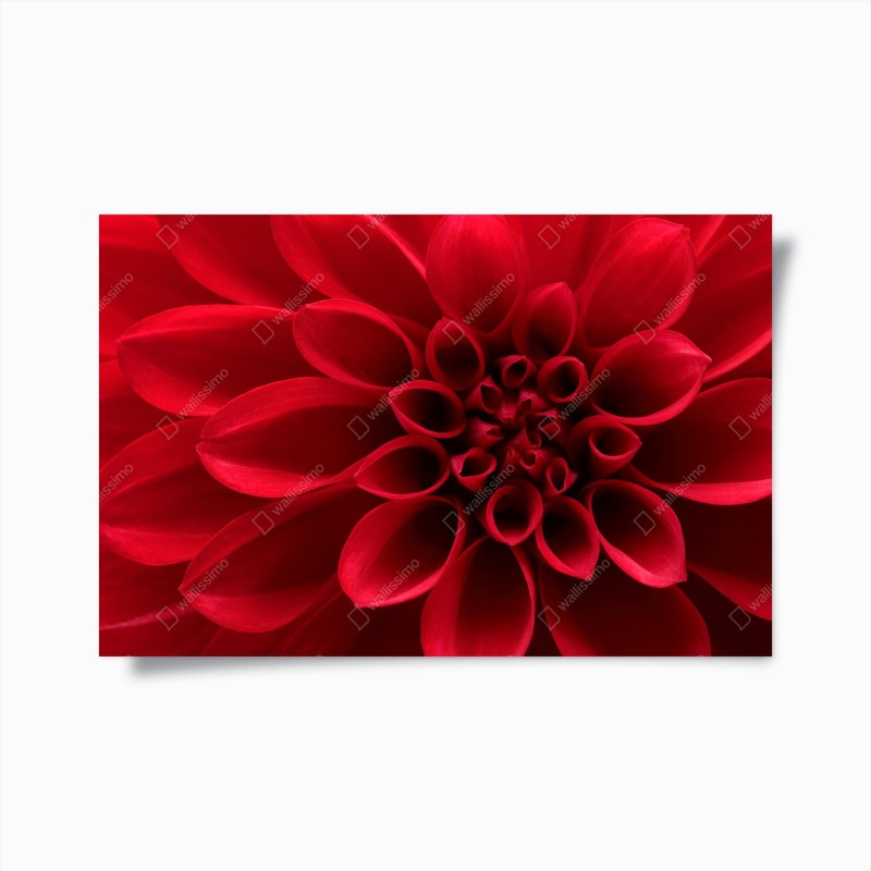 Póster dalia roja en primer plano