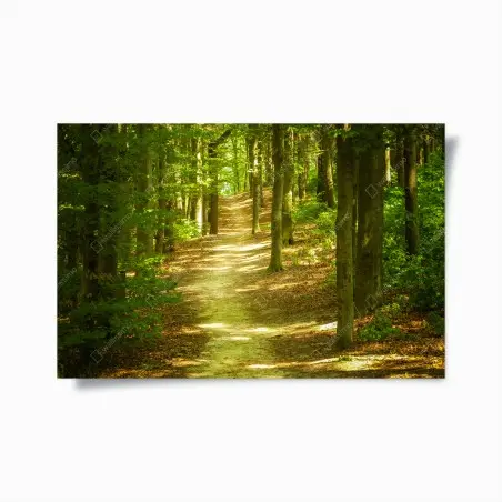 Póster sendero luminoso en el bosque – Pixers®