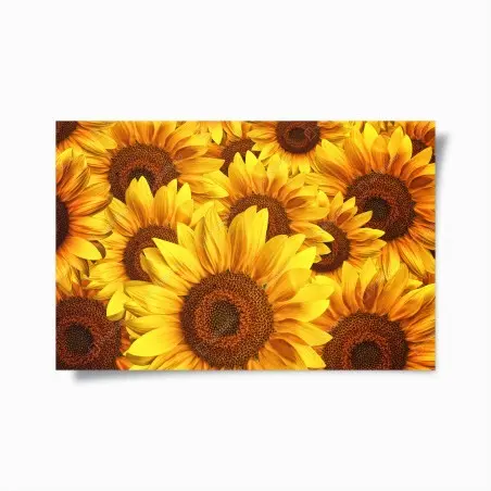 Póster explosión de girasoles vibrantes – Pixers®