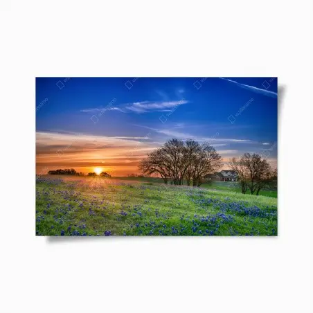 Póster amanecer en Texas con campo de bluebonnets – Pixers®