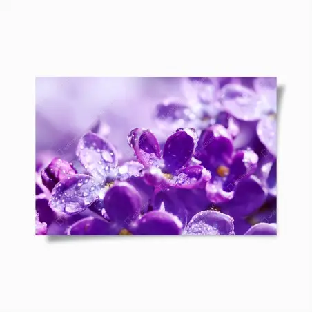 Póster lilas moradas en primer plano con gotas de rocío – Pixers®