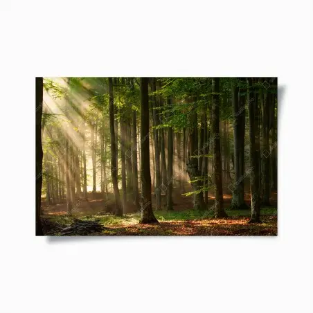 Póster bosque iluminado al amanecer – Pixers®
