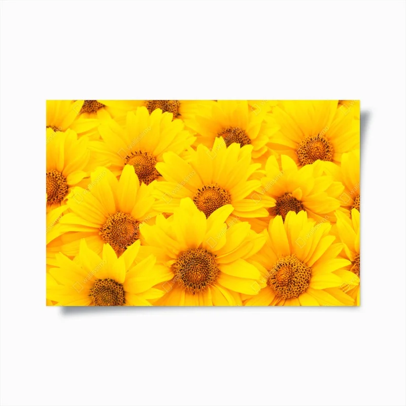 Póster explosión de girasoles luminosos