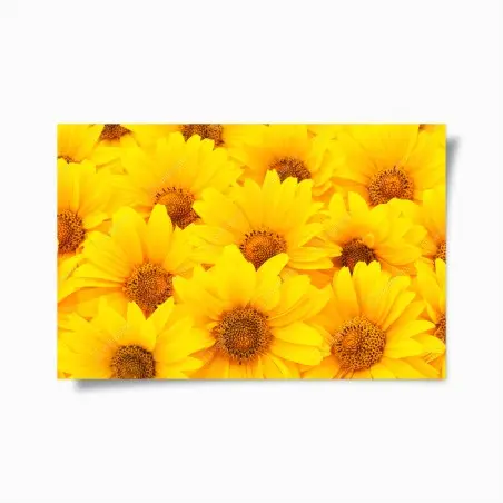 Póster explosión de girasoles luminosos – Pixers®