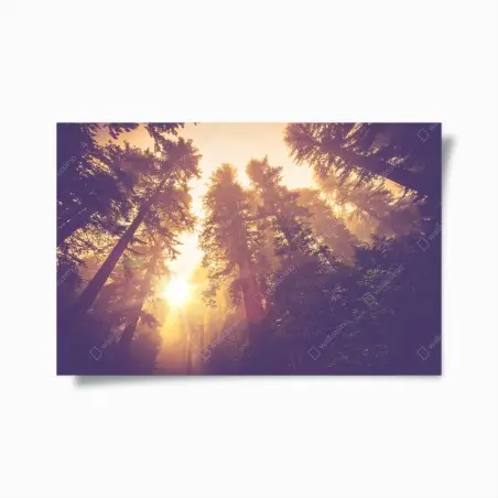 Póster amanecer mágico en el bosque de secuoyas – Pixers®