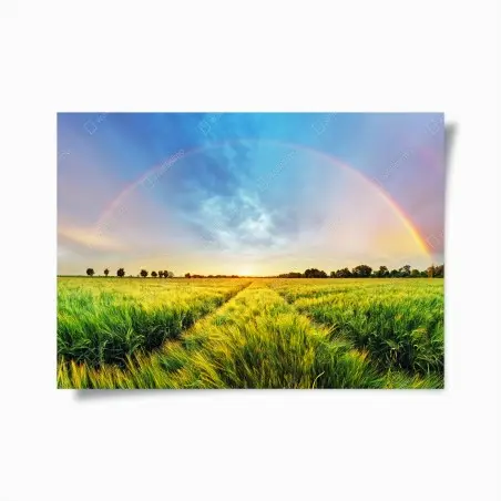 Póster arcoíris sobre campo de trigo al atardecer – Pixers®