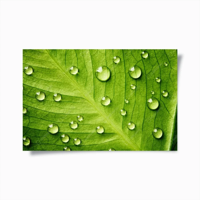 Póster hoja verde con gotas de rocío