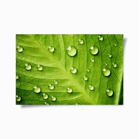Póster hoja verde con gotas de rocío – Pixers®