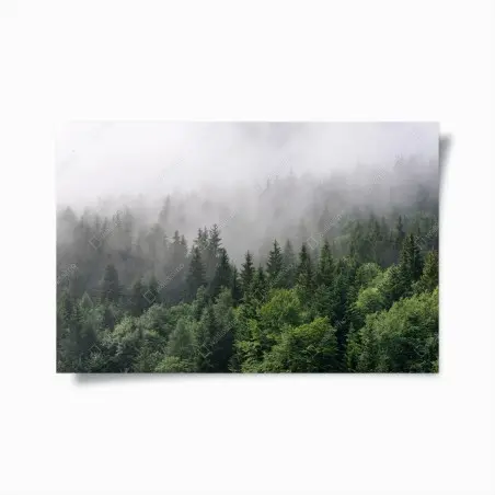 Póster bosque perenne entre la niebla – Pixers®