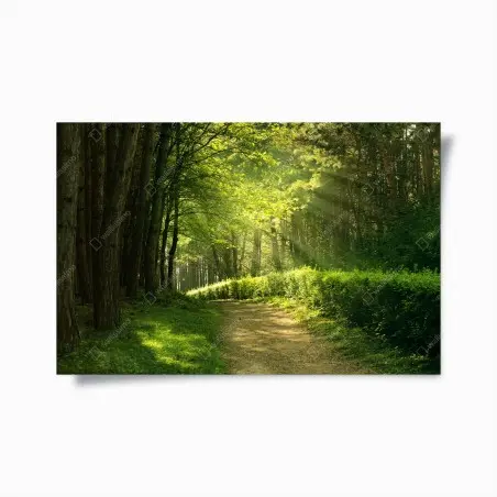 Póster sendero luminoso en el bosque – Pixers®