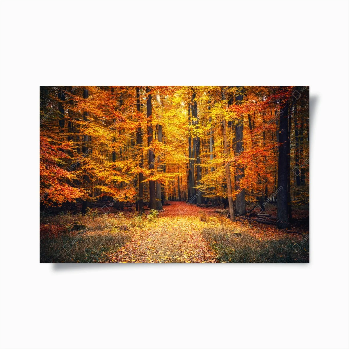 Póster sendero otoñal entre árboles dorados – Pixers® Póster sendero otoñal entre árboles dorados – Pixers®