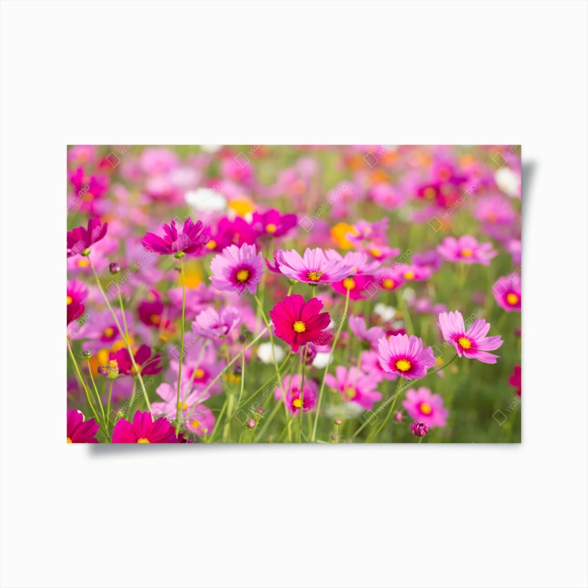 Póster campo de cosmos rosados en flor – Pixers® Póster campo de cosmos rosados en flor – Pixers®