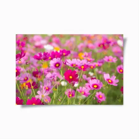 Póster campo de cosmos rosados en flor – Pixers®