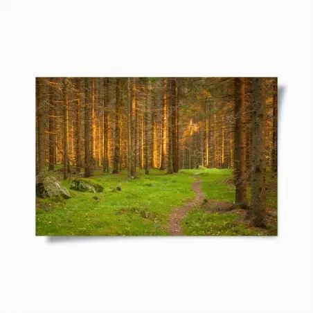 Póster bosque iluminado al atardecer – Pixers®