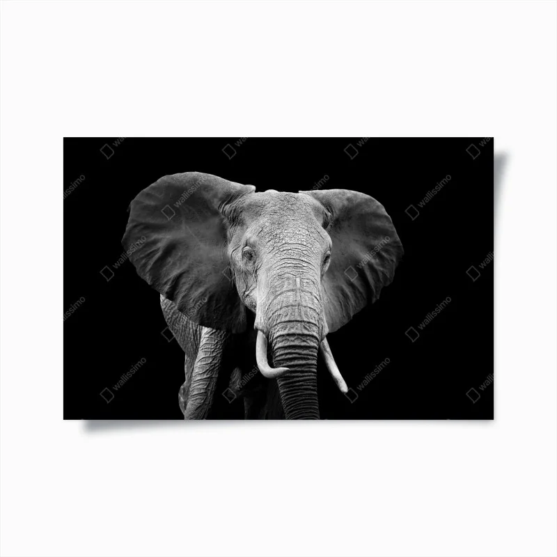 Póster elefante en blanco y negro, mirada majestuosa