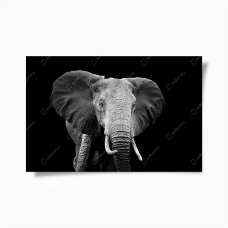 Póster elefante en blanco y negro, mirada majestuosa – Pixers®