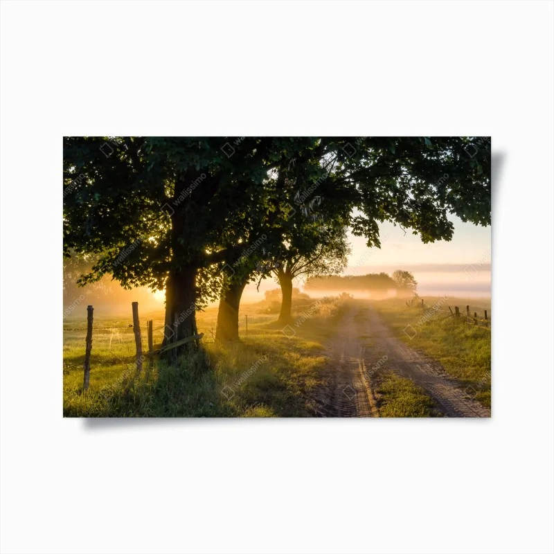 Póster amanecer en el camino rural entre árboles