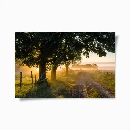 Póster amanecer en el camino rural entre árboles – Pixers®